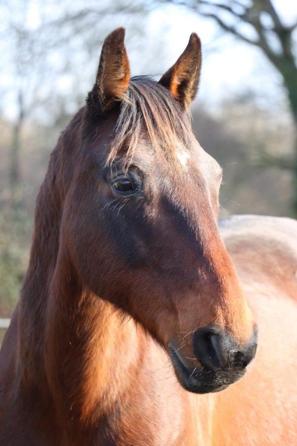 A La Ferme En Nature Holiday home Pleine-Fougeres