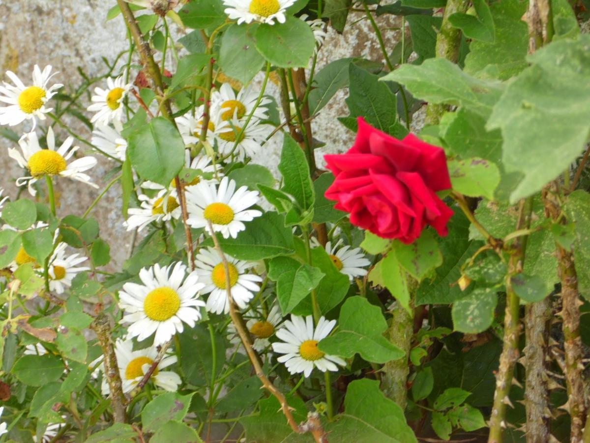 A La Ferme En Nature * Pleine-Fougeres